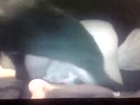 Zoophilia lover girl got banged by a black dog xxx